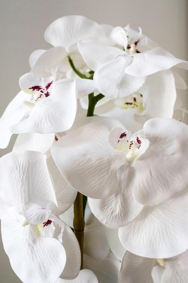 Appartement White Orchid Pula Extérieur photo